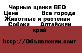 Черные щенки ВЕО › Цена ­ 5 000 - Все города Животные и растения » Собаки   . Алтайский край